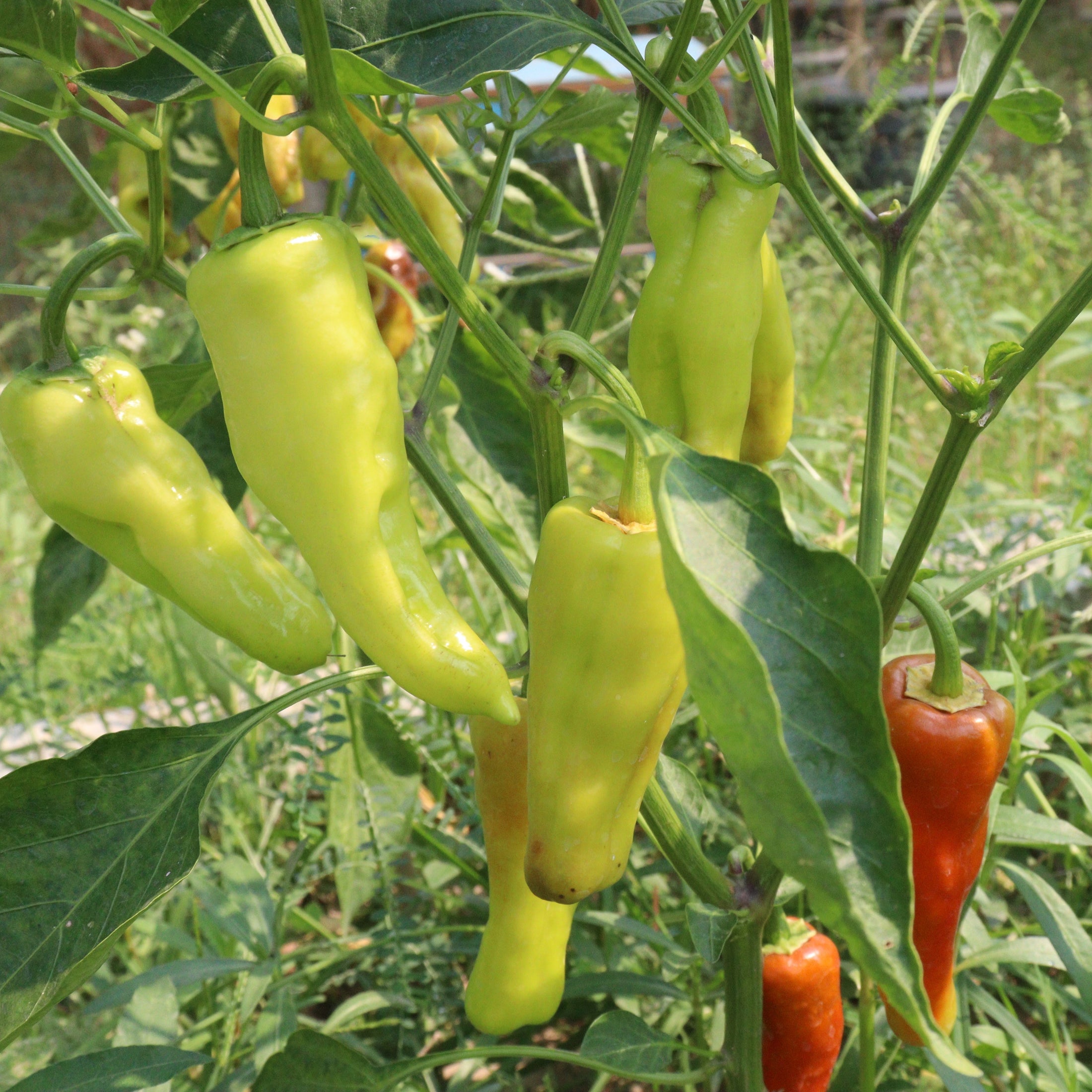 Poivron 'Banane'