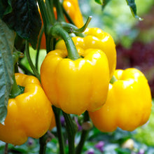 Poivron jaune 'Early Sensation'