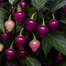 Piment fort ‘Cheiro Roxa’ bio (<em>Capsicum chinense</em> ‘Cheiro Roxa’)