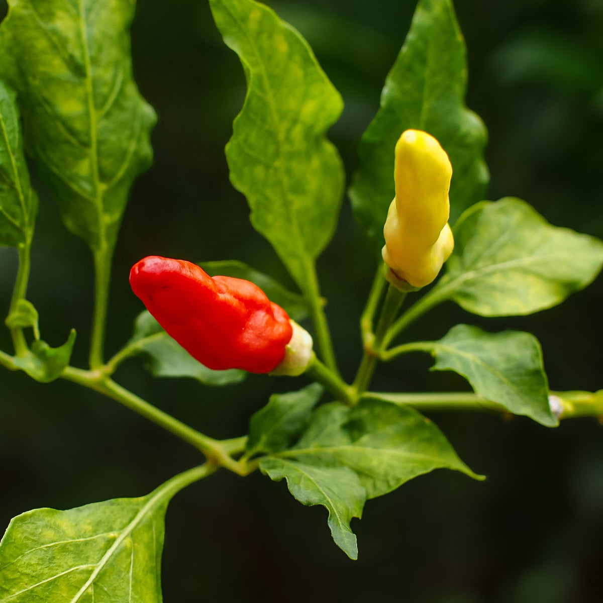 Piment fort 'Fruity Volcano'