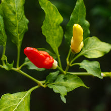 Piment fort 'Fruity Volcano'