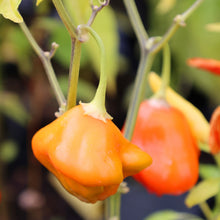 Piment fort 'Scotch Bonnet Yellow'