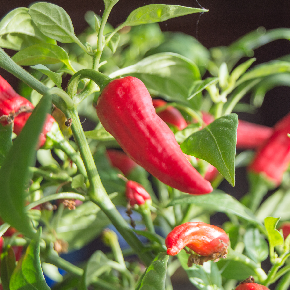 Sriracha Hot Pepper