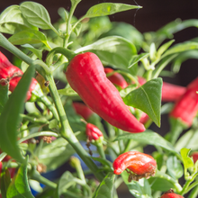 Sriracha Hot Pepper