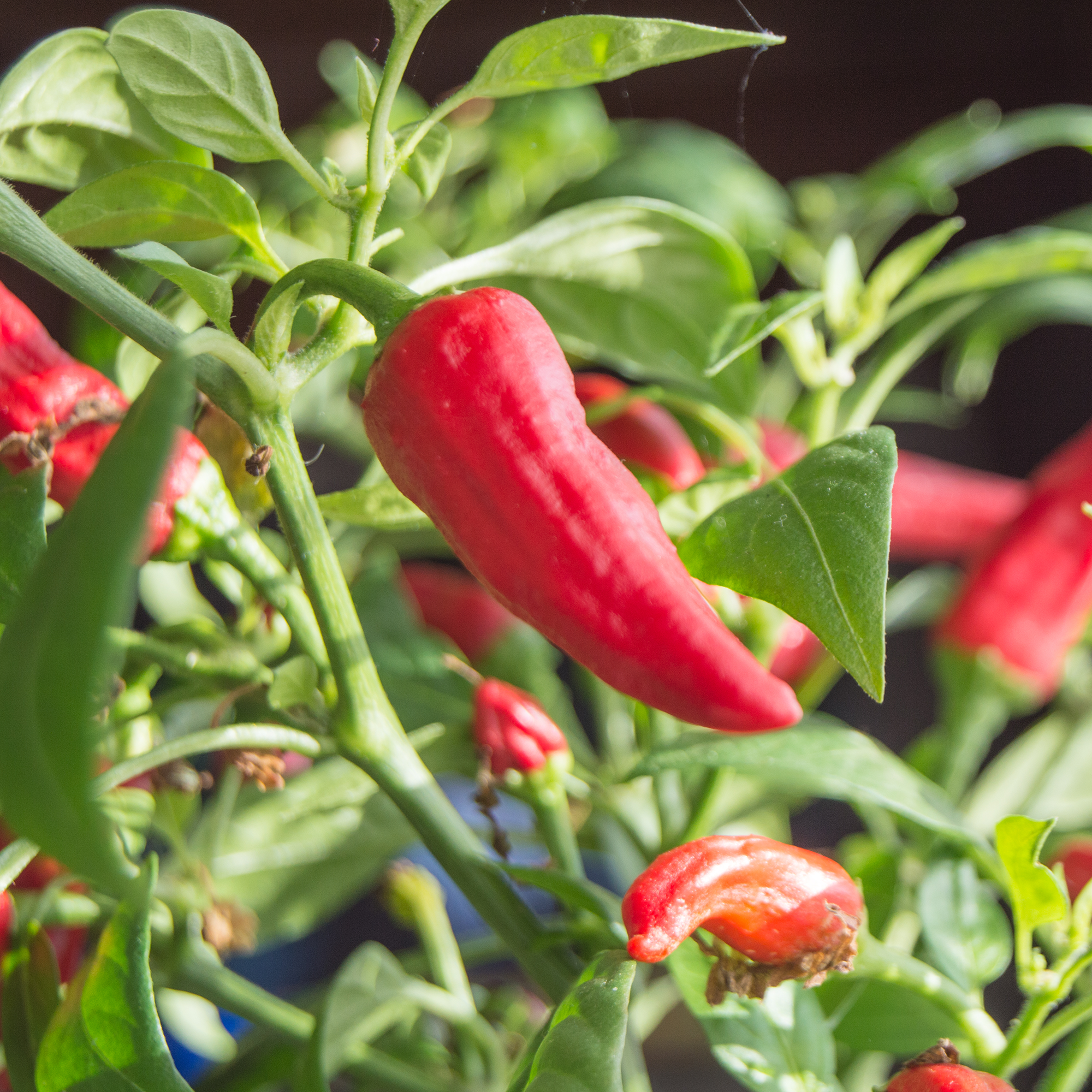 Sriracha Hot Pepper