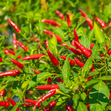 Hot Pepper Super Chili