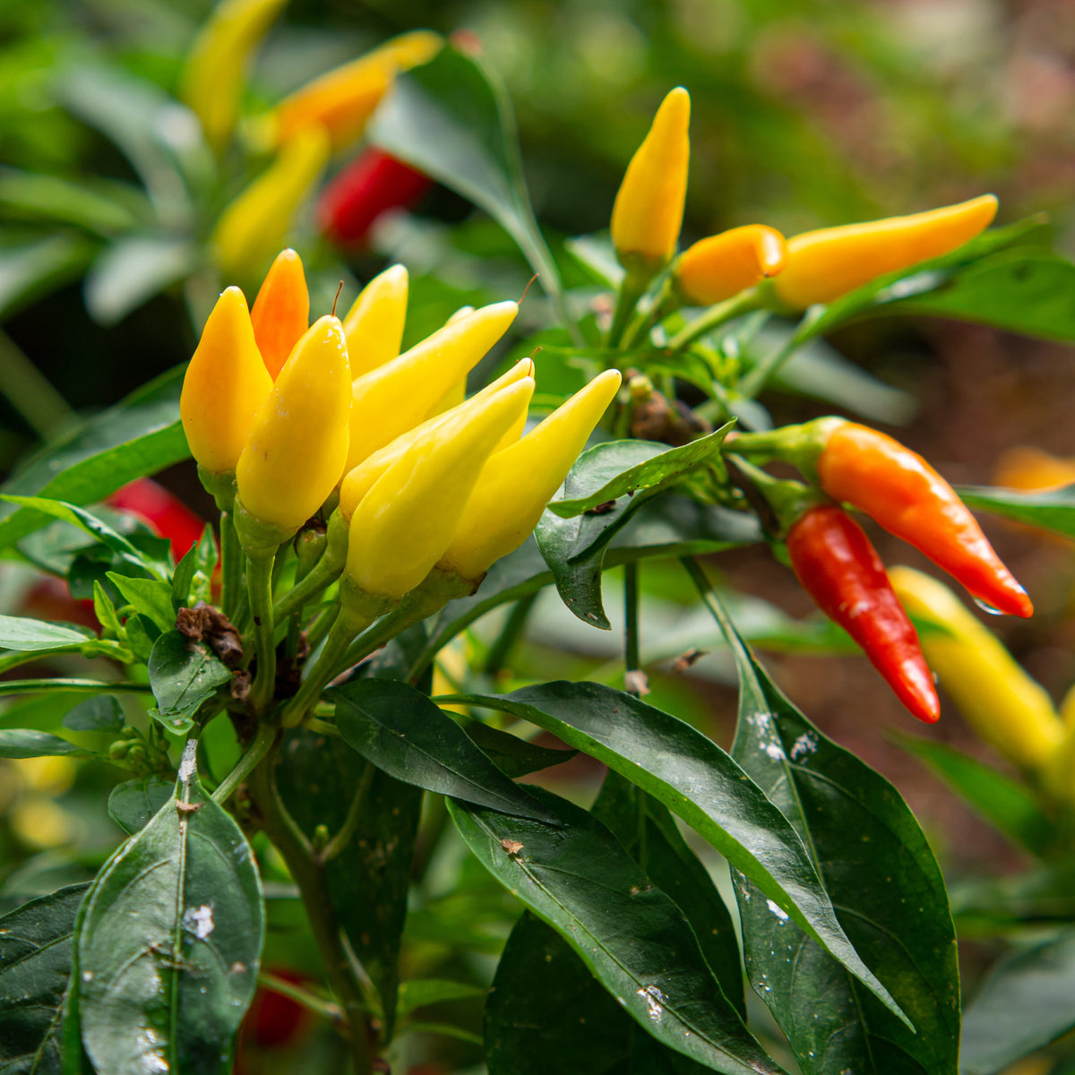 Piment fort 'Tabasco'