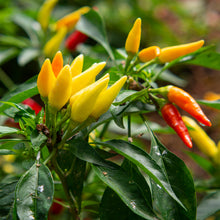 Piment fort 'Tabasco'