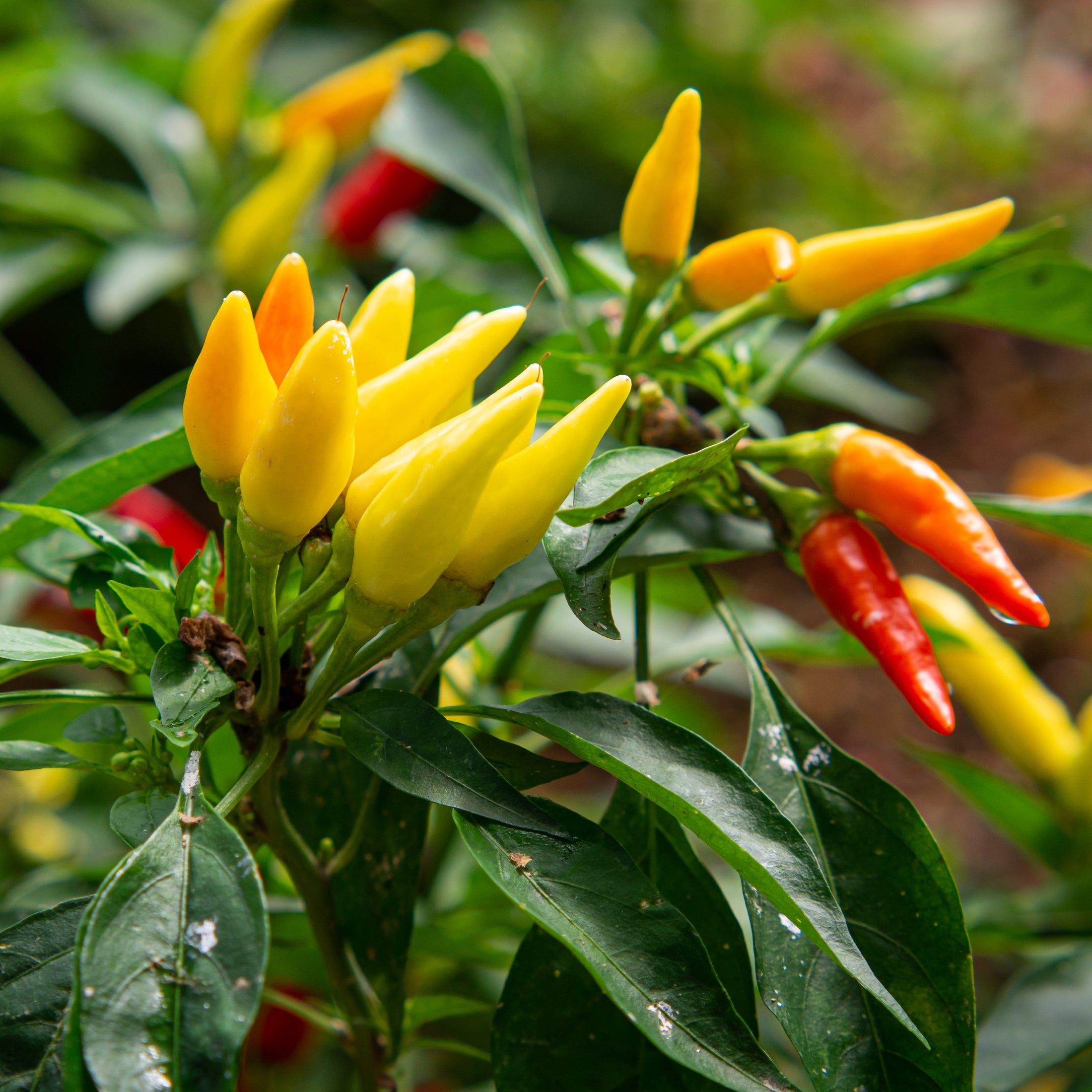 Piment fort 'Tabasco'