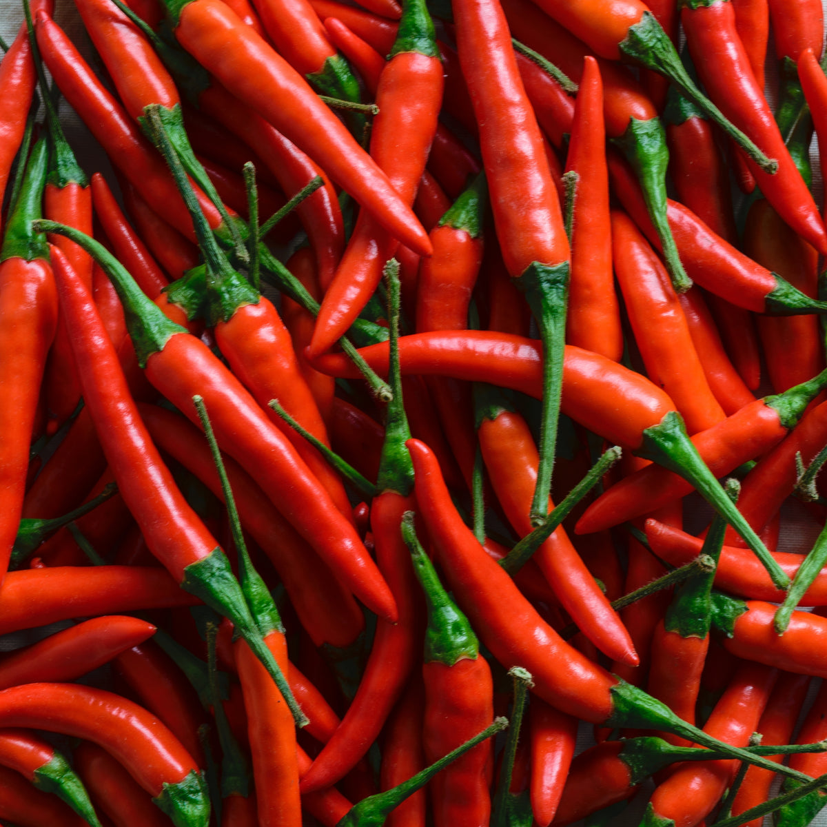Piment fort 'Thai Red Chili'