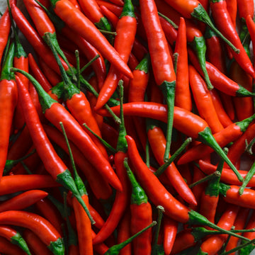 'Thai Red Chili' Hot Pepper