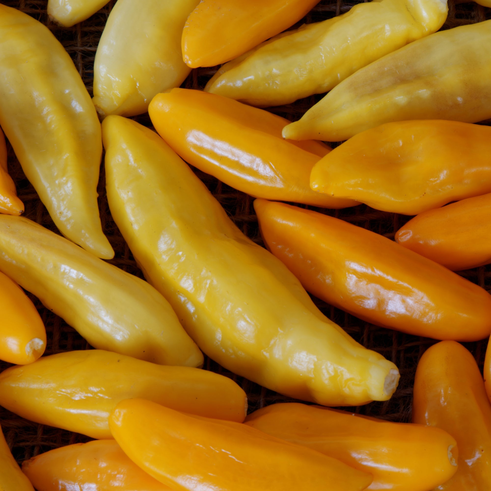 Organic ‘Aji Cristal’ hot pepper (<em>Capsicum baccatum</em>)