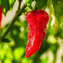 Organic ‘Apocalypse Scorpion’ pepper (<em>Capsicum chinense</em>)