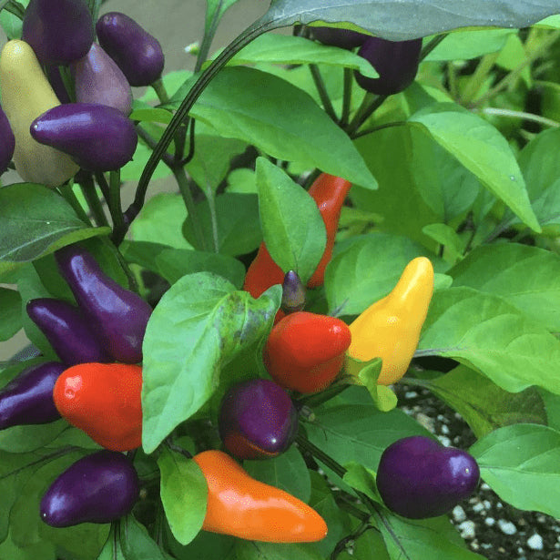 Piment fort 'Aurora' bio