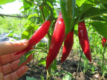 'Balik' hot pepper
