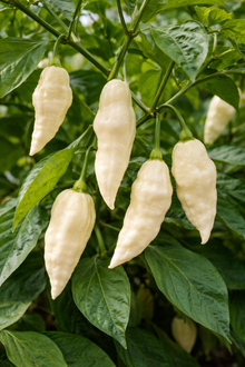 Piment fort 'Bhut Jolokia' blanc bio