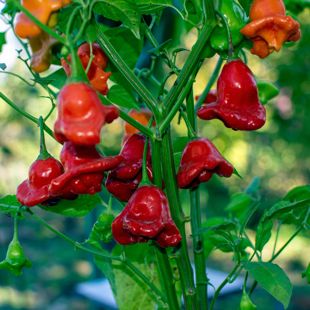 Organic 'Bishop's Crown' hot pepper