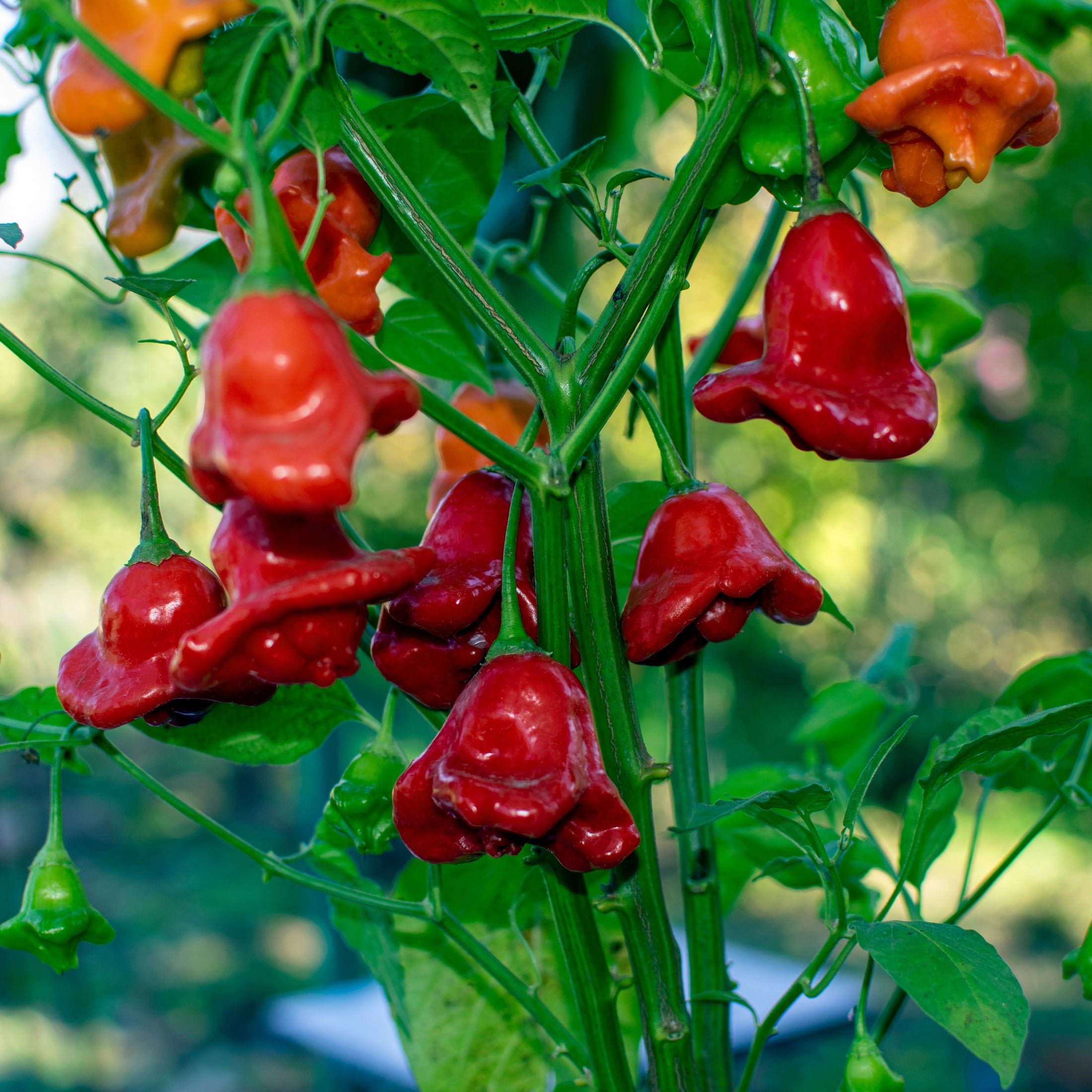 Piment fort ‘Bishops Crown’ bio (<em>Capsicum baccatum</em> ‘Bishop’s Crown’)