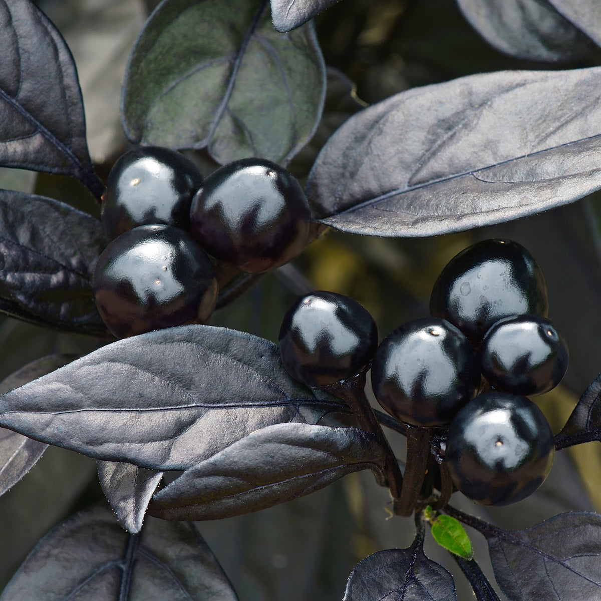 Gros plan de plusieurs fruits ‘Black Pearl’ ronds et luisants réunis en grappes sur le plant. Les petits piments presque noirs reflètent vivement la lumière et contrastent avec de larges feuilles mates pourpre noirâtre parcourues de nervures foncées. Quelques fruits présentent une nuance rouge très sombre. Le cadrage serré met en valeur l’effet de perles noires, le feuillage spectaculaire et la croissance dressée caractéristique du cultivar.