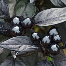 Gros plan de plusieurs fruits ‘Black Pearl’ ronds et luisants réunis en grappes sur le plant. Les petits piments presque noirs reflètent vivement la lumière et contrastent avec de larges feuilles mates pourpre noirâtre parcourues de nervures foncées. Quelques fruits présentent une nuance rouge très sombre. Le cadrage serré met en valeur l’effet de perles noires, le feuillage spectaculaire et la croissance dressée caractéristique du cultivar.