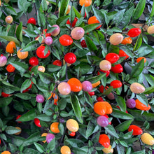Piment ‘Bolivian Rainbow’ bio (<em>Capsicum annuum</em>)