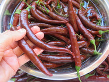 Piment fort 'Cayenne chocolat'