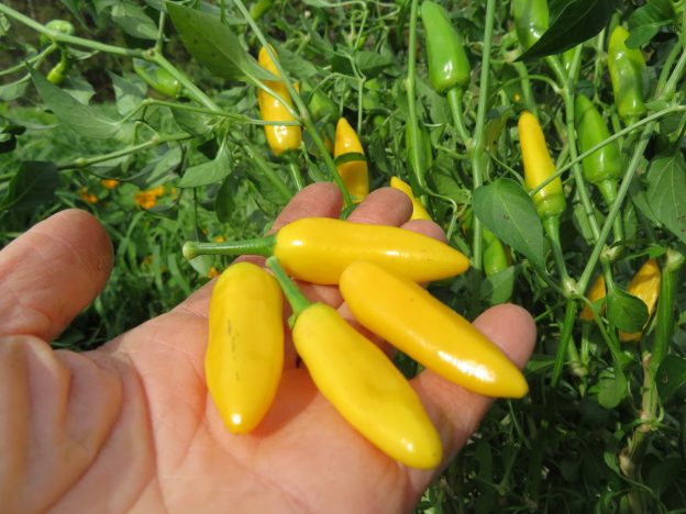 'Cedrino' hot pepper