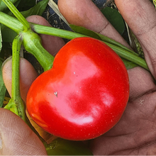 Organic Cherry Bomb Hot Pepper Seeds