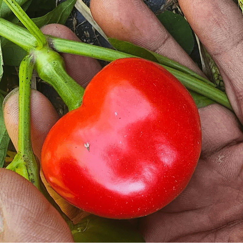 Piment fort 'Cherry Bomb' bio