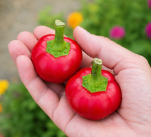 Organic Cherry Bomb Hot Pepper Seeds