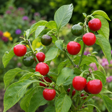 Organic Cherry Bomb Hot Pepper Seeds