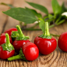 Piment fort ‘Cherry Bomb’ bio (<em>Capsicum annuum</em> ‘Cherry Bomb’)