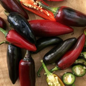 Piment fort 'Czech Black' bio