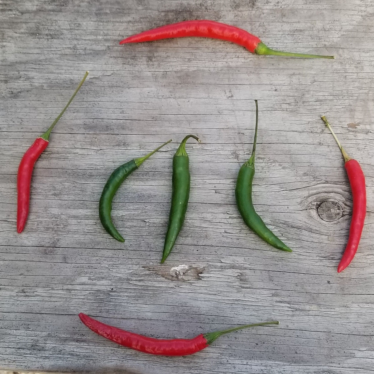 Organic 'Damini' hot pepper