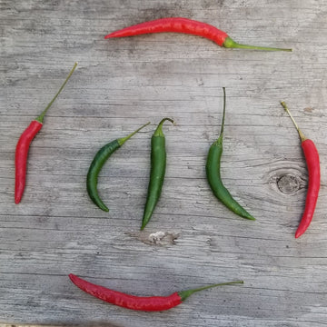 Organic 'Damini' hot pepper