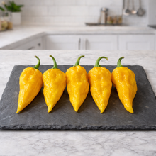 ‘Yellow Devil's Tongue’ hot pepper (<em>Capsicum chinense</em>)