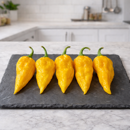 'Devil's Tongue Jaune' Hot Pepper