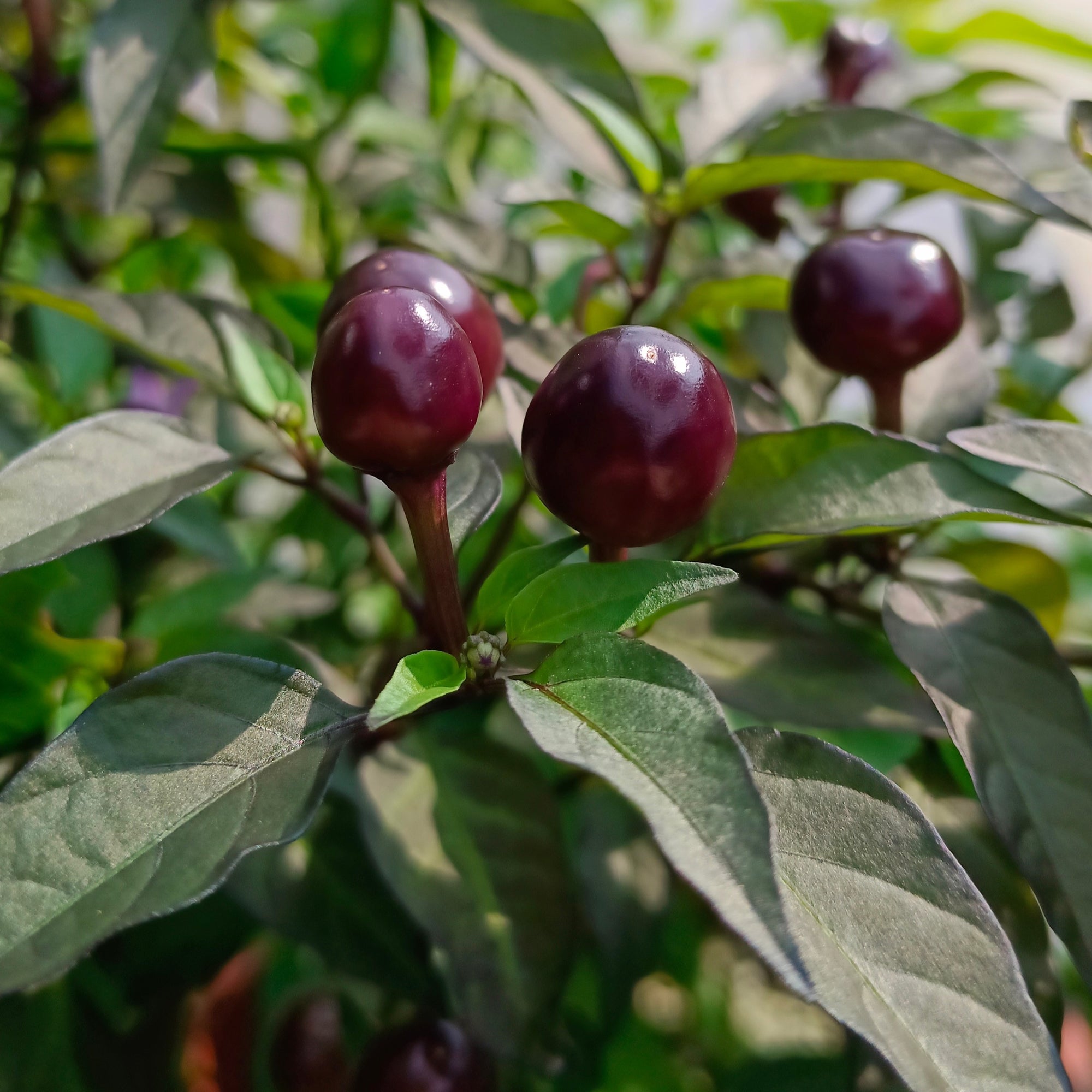 Organic ‘Filius Blue’ pepper (<em>Capsicum annuum</em>)