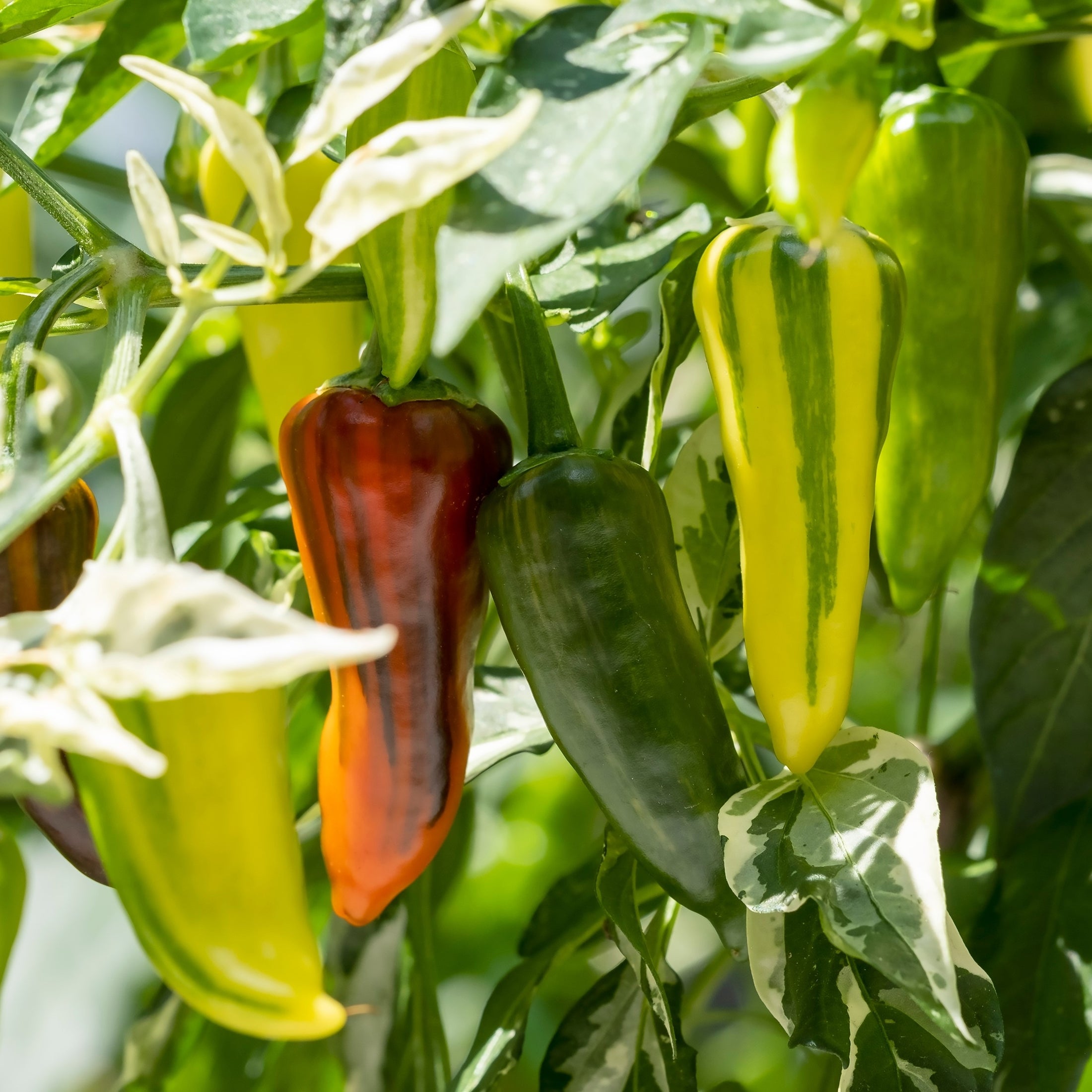 Organic ‘Fish’ pepper (<em>Capsicum annuum</em>)
