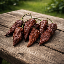 Chocolate Ghost pepper (<em>Capsicum chinense</em> ‘Bhut Jolokia Chocolate’)