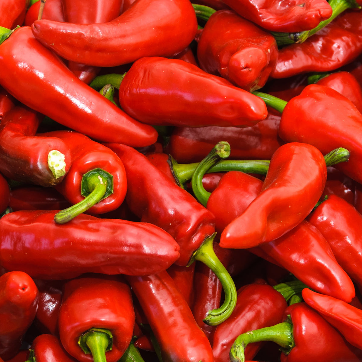 Photo de Piment fort 'Gorria'. La couleur caractéristique est : rouge. Les fruits présentent cette forme : conique. Le visuel permet d'observer les contours, les teintes et la disposition des éléments présentés. Les détails de forme et les contrastes donnent un aperçu de l'apparence de cette plante ou de sa récolte.