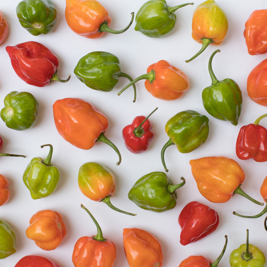 Piment fort 'Habanero orange'