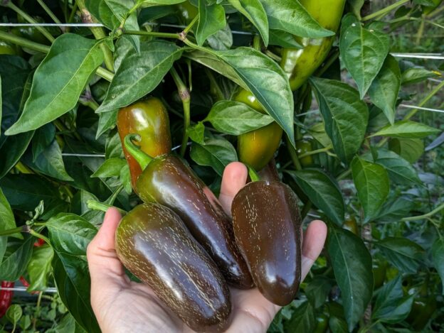 Piment fort 'Jalapeno Brown'