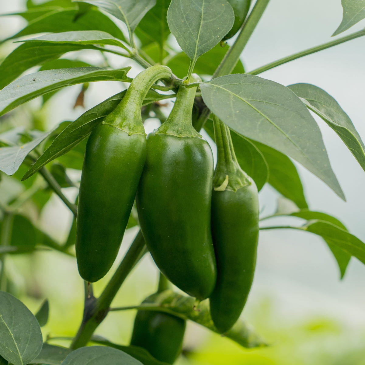 Photo de Piment fort 'Jalapeno Hatif'. La couleur caractéristique est : vert foncé, rouge. Les fruits présentent cette forme : conique. Le visuel permet d'observer les contours, les teintes et la disposition des éléments présentés. Les détails de forme et les contrastes donnent un aperçu de l'apparence de cette plante ou de sa récolte.