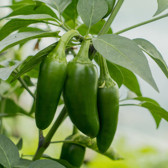 Photo de Piment fort 'Jalapeno Hatif'. La couleur caractéristique est : vert foncé, rouge. Les fruits présentent cette forme : conique. Le visuel permet d'observer les contours, les teintes et la disposition des éléments présentés. Les détails de forme et les contrastes donnent un aperçu de l'apparence de cette plante ou de sa récolte.