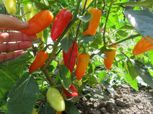 Hot 'Jalapeno Jaloro' pepper