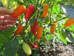 Hot 'Jalapeno Jaloro' pepper