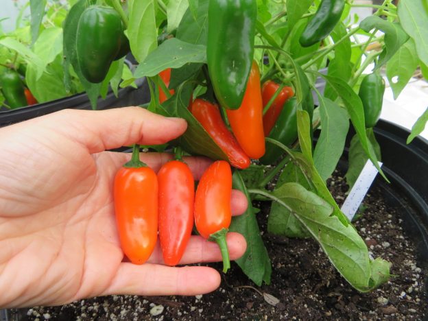 Hot 'Jalapeno Orange Court' chili pepper