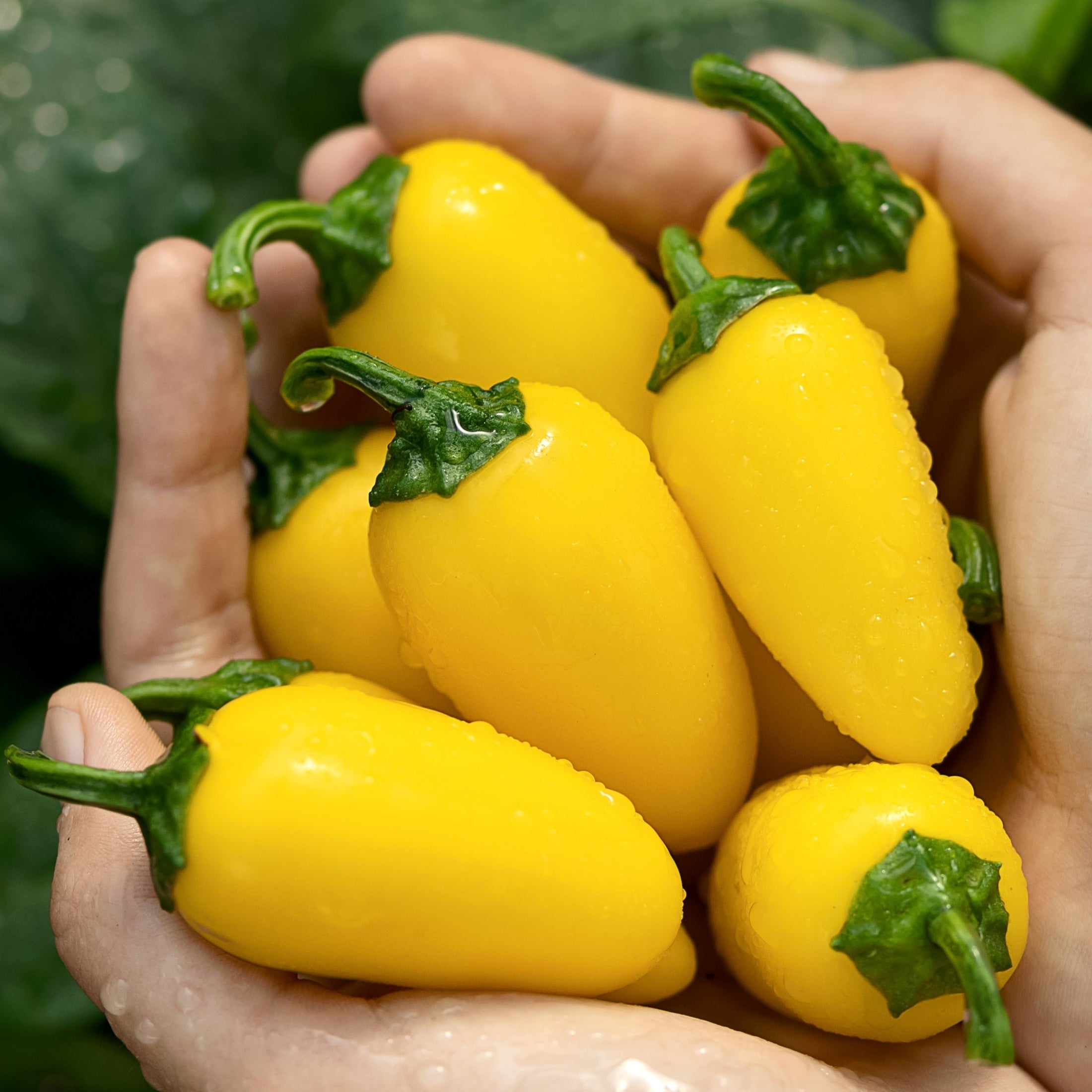 Organic ‘NuMex Pumpkin Spice’ jalapeño (<em>Capsicum annuum</em>)