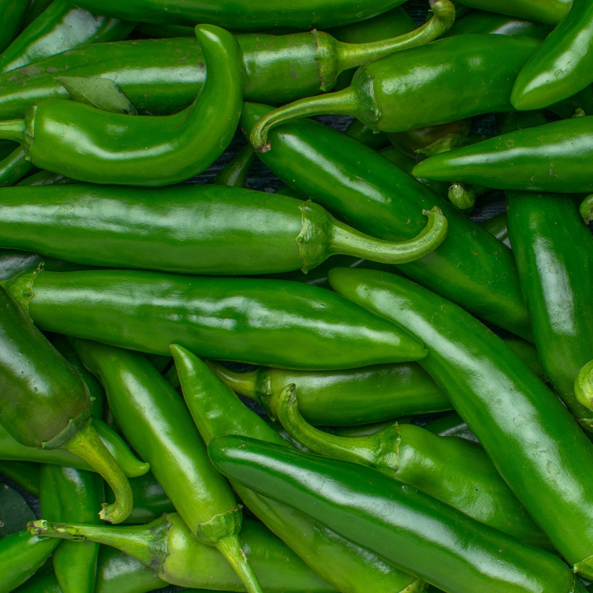 Jalapeño bio (<em>Capsicum annuum</em>)